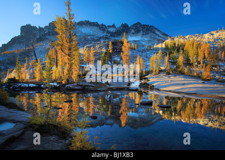 Larch trees in the Enchantment Lakes wilderness in Washington state, USA Stock Photo