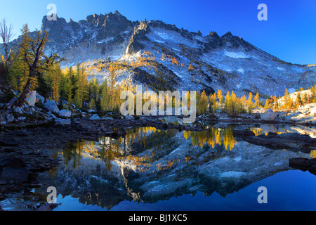 Larch trees at Leprechaun Lake in the Enchantment Lakes wilderness in Washington state, USA Stock Photo