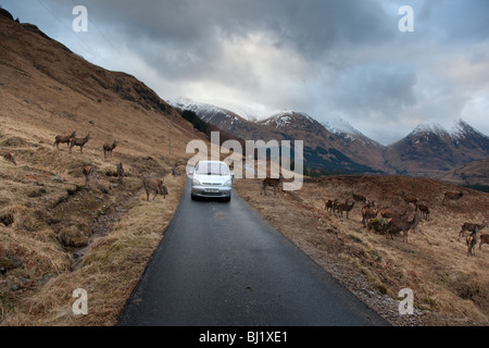 Wild animals in Scotland, car and red deer on the road, Glen Etive. Stock Photo