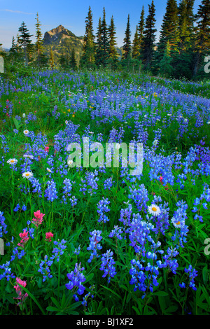 Meadow full of lupines in Mount Rainier National Park Stock Photo