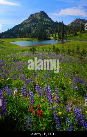 Wildflowers in Mount Rainier National Park in Washington state, USA Stock Photo