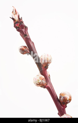 limb from a peach-tree in springlike Stock Photo