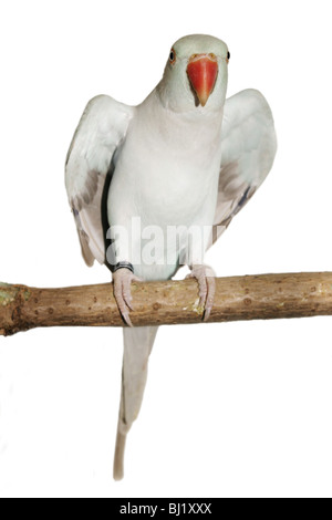 Ring necked Parakeet (Psittacula krameri) Stock Photo