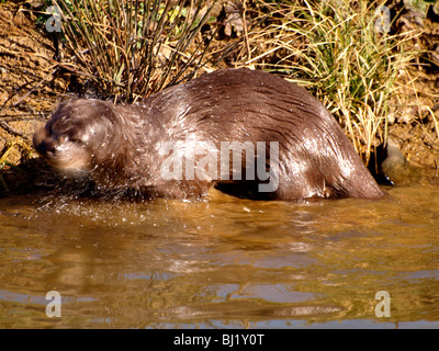 British otter shaking water off, Bude canal, Cornwall Stock Photo