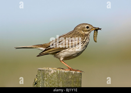 Meadow Pipit with larvae Stock Photo