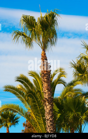 Washington Palm Trees Stock Photo