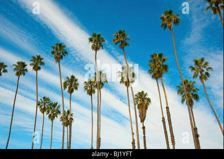 Washington Palm Trees Stock Photo