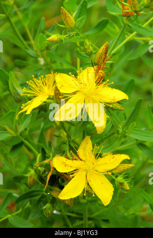 Johanniskraut - St Johns wort 14 Stock Photo