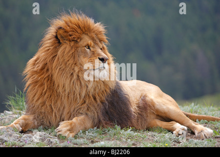 Barbary Lion (Panthera leo leo), lying male. Stock Photo