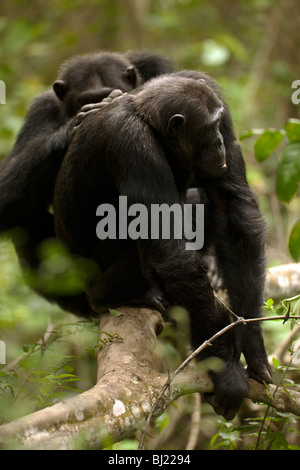 Male chimpanzees grooming in Kyambura Gorge, Uganda Stock Photo