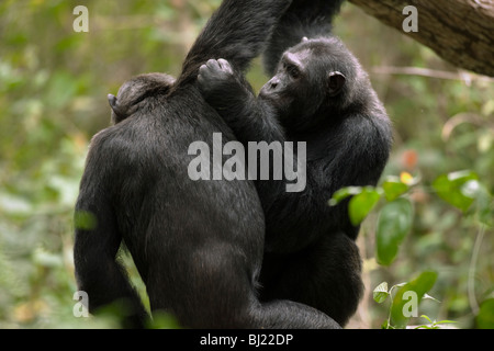 Male chimpanzees, 'Lumumba', grooming 'Hatari' in Kyambura Gorge, Uganda Stock Photo