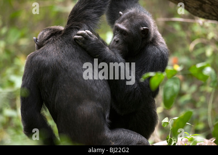 Male chimpanzees, 'Lumumba' and 'Hatari'  engaged in a good grooming session in Kyambura Gorge, Uganda Stock Photo