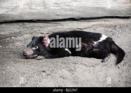 Tasmanian Devil (Sarcophilus harrisii), lying. Stock Photo