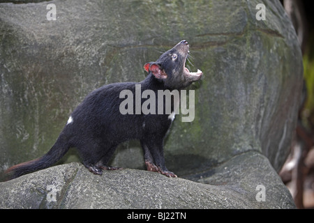 Tasmanian Devil (Sarcophilus harrisii), yawning. Stock Photo