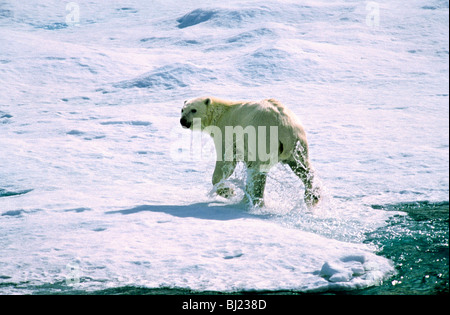 Polar bear with water splashing around its feet, the Arctic, Canada. Stock Photo