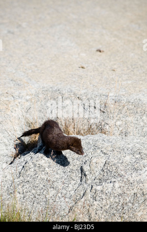 A mink running across a flat piece of rock, Sweden. Stock Photo