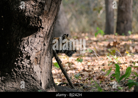 Bengal Tiger Cub curiously looks from behind a tree, shot in Bandhavgarh Tiger reserve, India