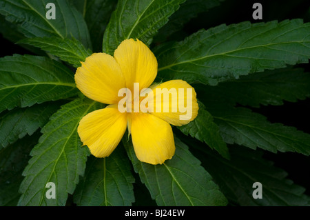 Damiana (Turnera diffusa), flower. Stock Photo