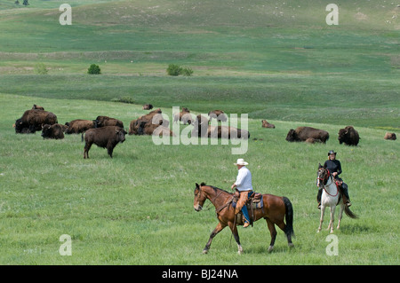 Cowboy in front of Bison (Bison bison) herd. Custer State Park, South ...