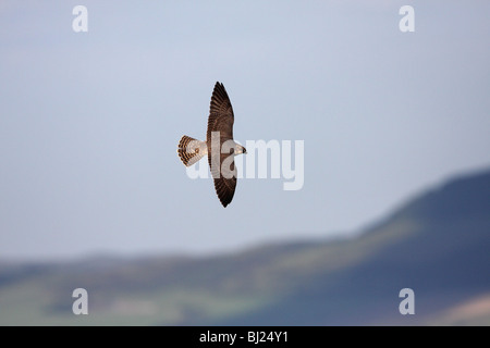 Peregrine Falcon, Falco peregrinus, juvenile in flight Stock Photo