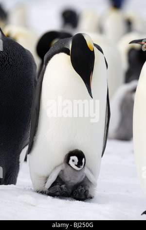 Emperor Penguin, Aptenodytes forsteri, with chick on feet at Snow Hills island Antarctic peninsula Stock Photo
