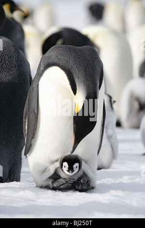 Emperor Penguin, Aptenodytes forsteri, with chick on feet at Snow Hills island Antarctic peninsula Stock Photo