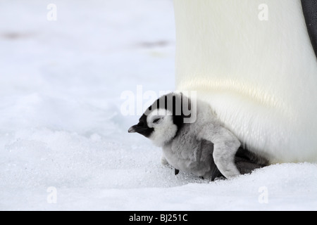 Young Emperor Penguin, Aptenodytes forsteri, on adult's feet at Snow Hills island Antarctic peninsula Stock Photo