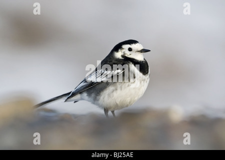 A winter plumage male Pied Wagtail Stock Photo