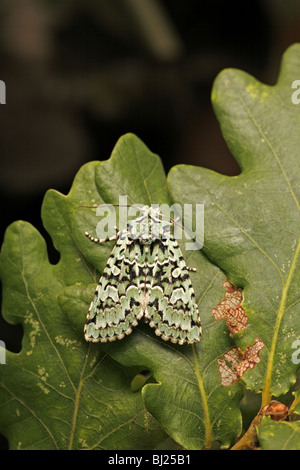 Merveille du Jour, Dichonia aprilina on oak leaves Stock Photo