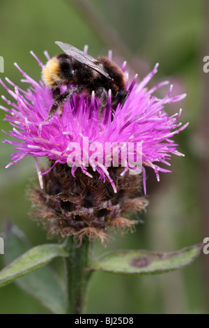 Red-tailed Bumble Bee, Bombus lapidarius Stock Photo