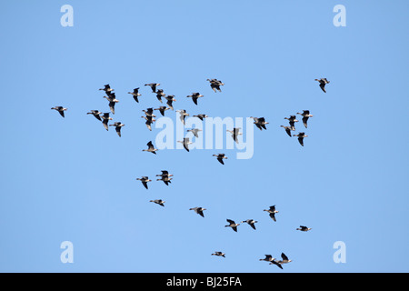 Pink-footed Geese, Anser brachyrhynchus, in flight in North Eastern Scotland Stock Photo