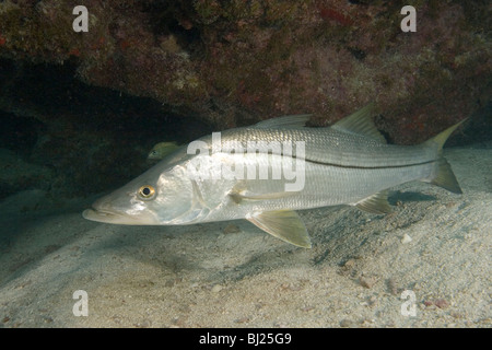 Snook, Centropomus undecimalis, underwater in the Florida Keys Stock Photo