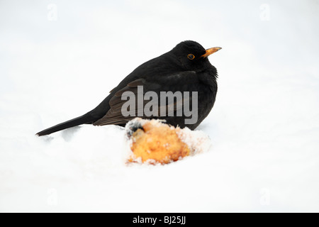 Blackbird, Turdus merula, male feeding on applei n garden, in winter, Germany Stock Photo