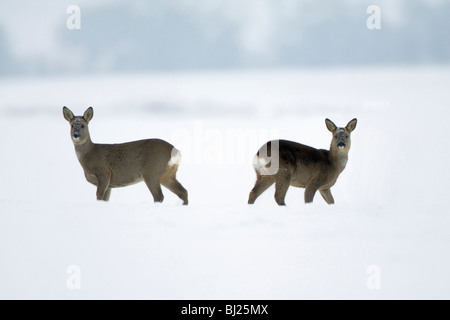 Roe deer, Capreolus capreolus, two alert on snow covered field in winter, Harz mountains, Lower Saxony, Germany  Stock Photo