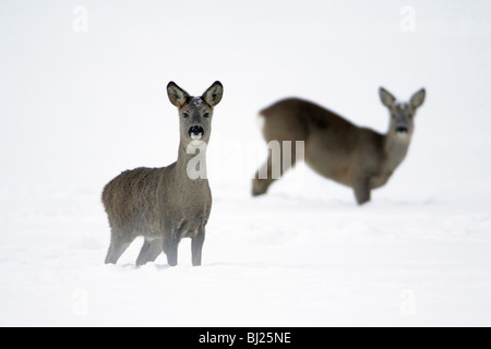 Roe deer, Capreolus capreolus, two alert on snow covered field in winter, Harz mountains, Lower Saxony, Germany Stock Photo