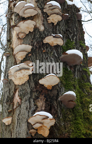 Artist's Fungus (Ganoderma applanatum), covered in snow, on beech tree, Germany Stock Photo
