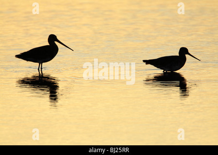 Black-tailed Godwit (Limosa limosa), two feeding in lake at sunset, Texel, Holland Stock Photo