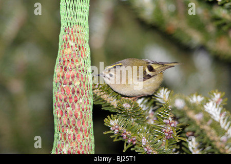 Goldcrest (Regulus regulus), picking food from feeder in fir tree, Germany Stock Photo