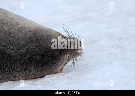 Weddell Seal, Leptonychotes weddellii, lying down at Brown Bluff, Antarctic peninsula Stock Photo