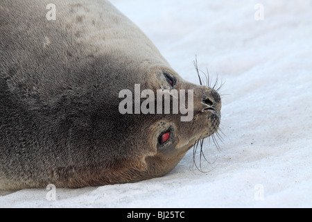 Weddell Seal, Leptonychotes weddellii, lying down at Brown Bluff, Antarctic peninsula Stock Photo