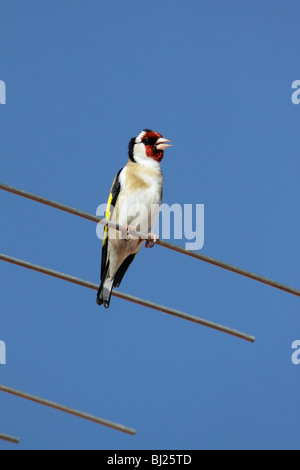 Goldfinch (Carduelis carduelis), singing from TV aerial, Portugal Stock Photo