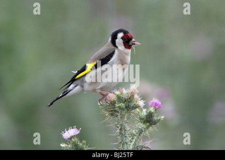 Goldfinch (Carduelis carduelis), feeding on thistle seeds, Portugal Stock Photo