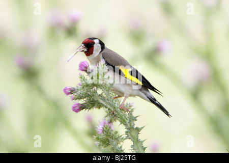 Goldfinch (Carduelis carduelis), feeding on thistle seeds, Portugal Stock Photo