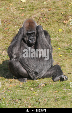 Western Lowland Gorilla (Gorilla gorilla gorilla), female sitting and resting Stock Photo