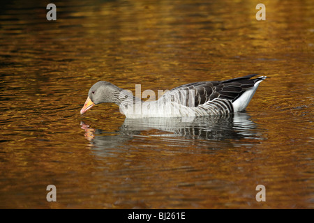 Greylag Goose (Anser anser), swimming on lake in autumn, Germany Stock Photo