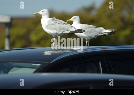 Herring Gull (Larus argentatus), two perched on car roof, Texel, Holland Stock Photo