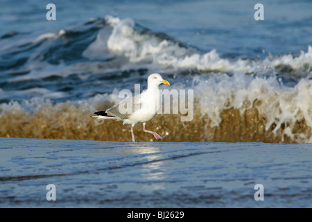 Herring Gull (Larus argentatus), walking along seashore, Texel, Holland Stock Photo