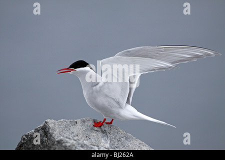 Antarctic Tern, Sterna vittata, wing stretch at Halfmoon Island, Antarctic peninsula Stock Photo