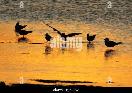Black-Headed Gull (Larus ridibundus), flock resting on lake at sunset, Texel, Holland Stock Photo