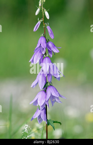Rampion or Creeping Bellflower (Campanula rapunculoides) flowers on stalk Stock Photo